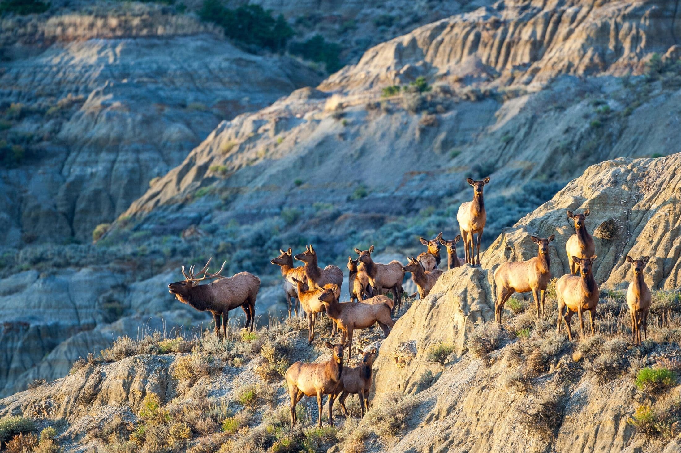 Theodore Roosevelt National Park