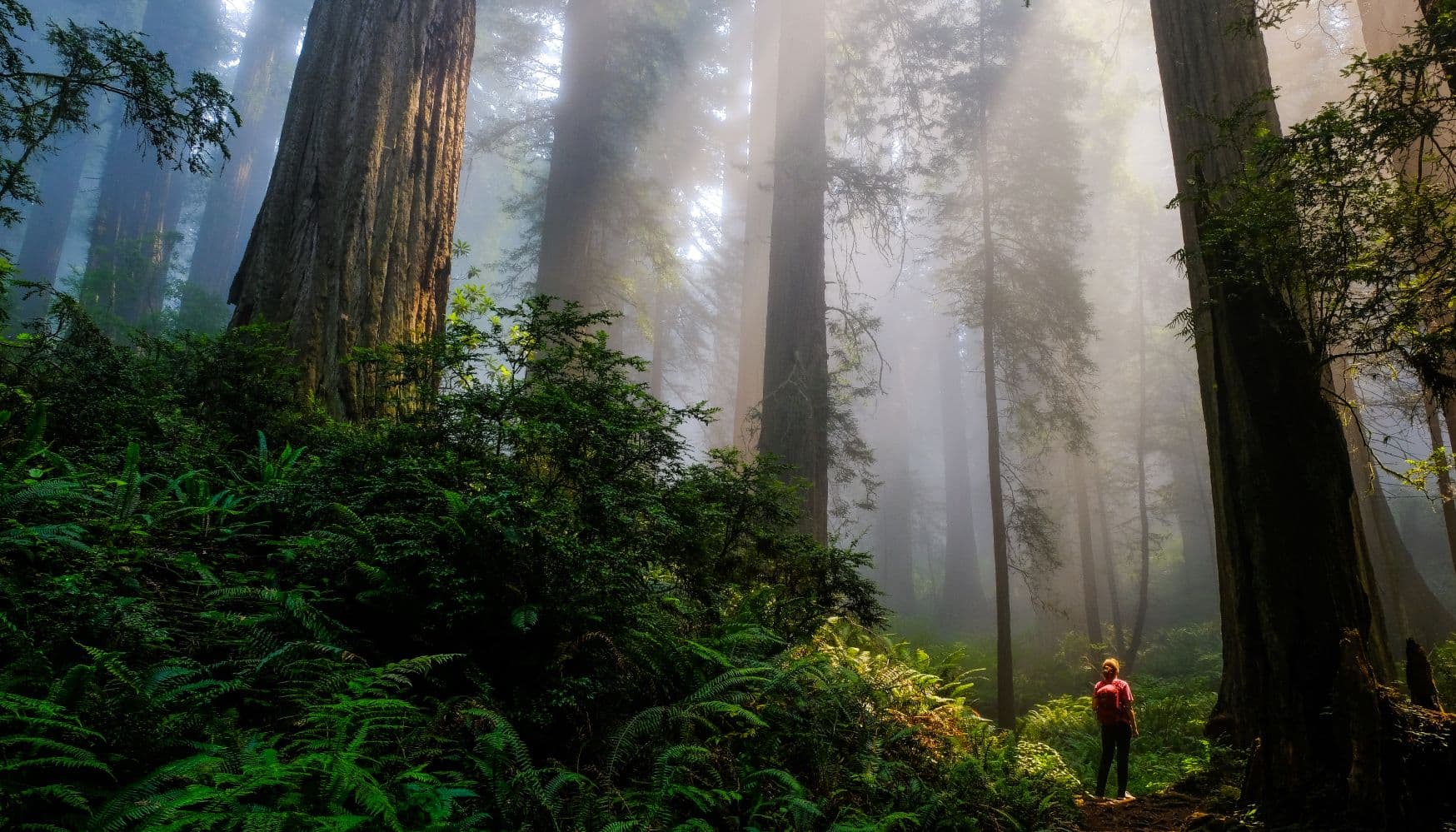 Redwood National and State Parks